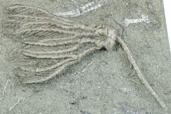 Fossil Crinoid (Pachylocrinus) - Crawfordsville, Indiana #279650